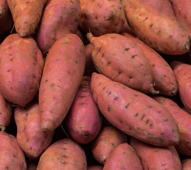 图片[6]-红薯保存方法 放一年不坏 越放越甜！-起舞食谱网
