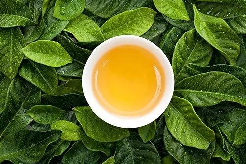 枫树茶的功效与作用，枫树果的作用与功效果（原创，枫叶 茶）