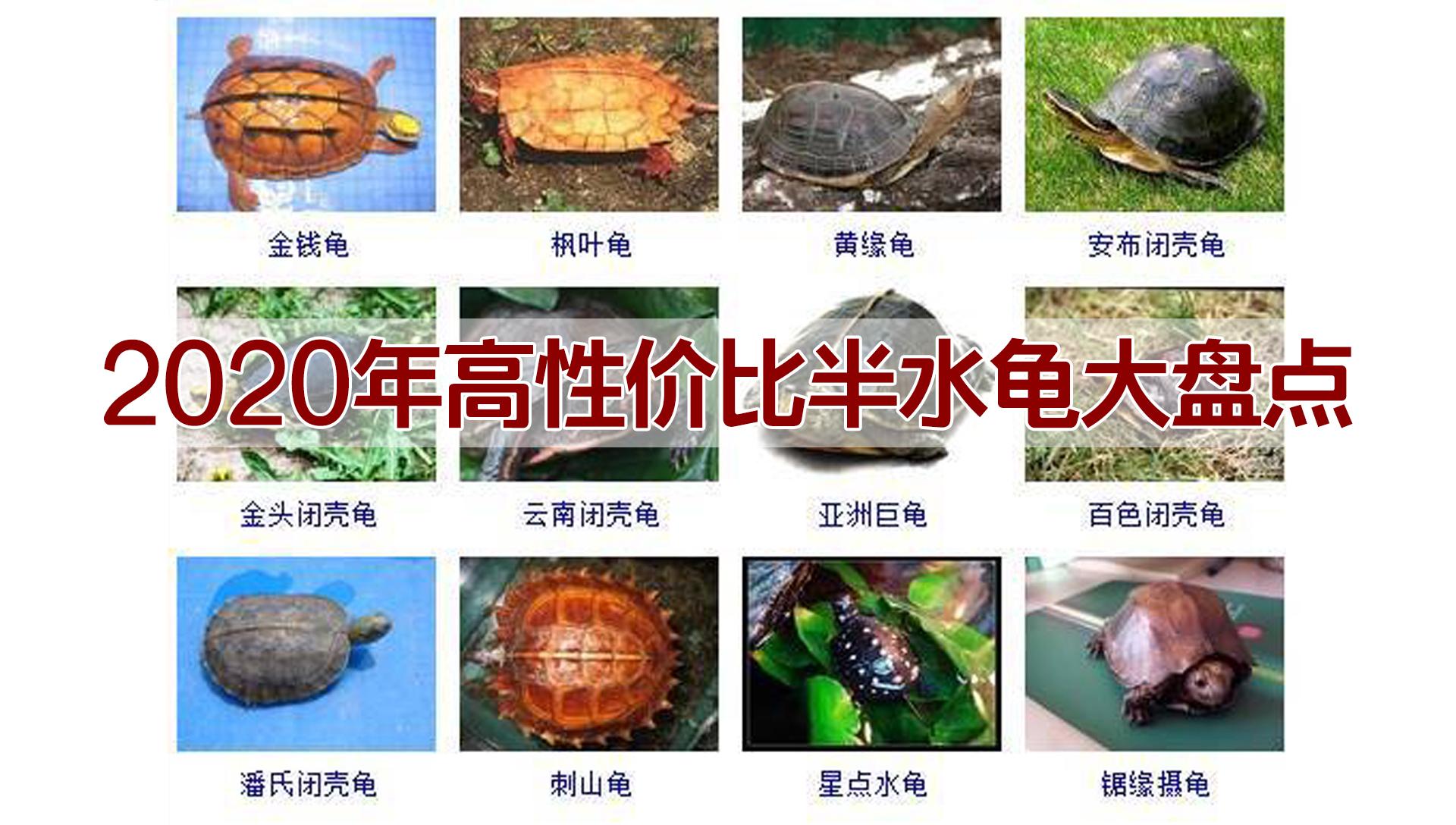 2020高性价比十大易养乌龟推荐，新手入门首选，省心又省钱