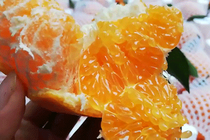 耙耙柑什么人不能吃，耙耙柑不能吃吗（好吃还不上火）