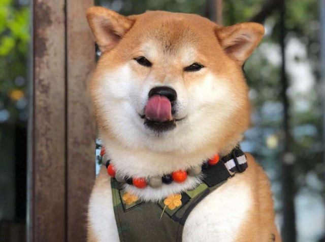 宝路狗粮怎么样，宝路狗粮怎么样 知乎（宝路狗粮怎么样？到底好不好）