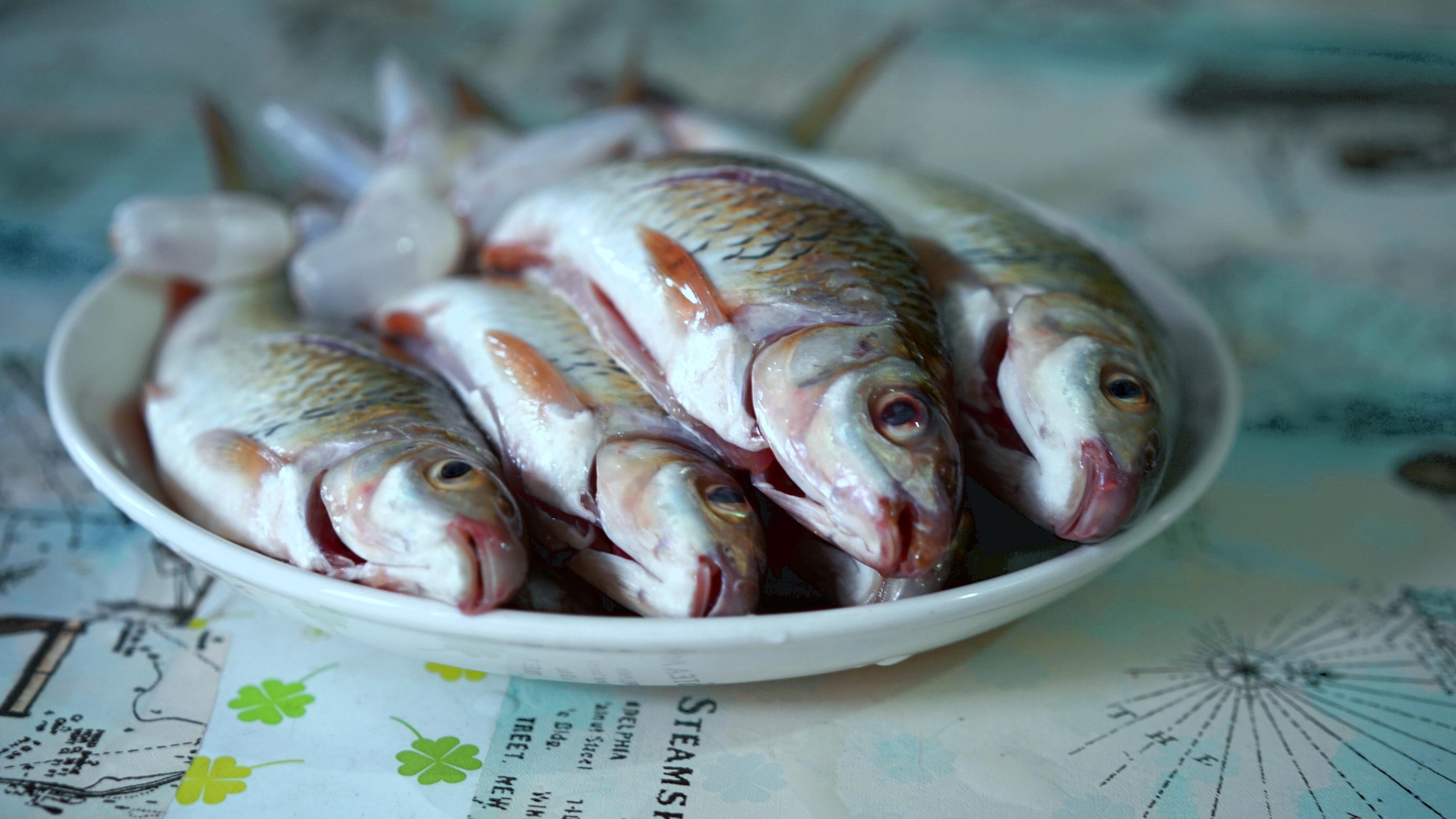 钓土鲮鱼最佳饵料配方揭秘：高效诱鱼技巧助你轻松上钩
