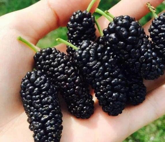 狗能不能吃菠萝，博美狗能吃菠萝吗（狗狗吃水果其实很讲究）