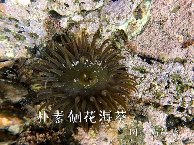 赶海是什么意思，梦见赶海是什么意思（去海边只会捡贝壳）