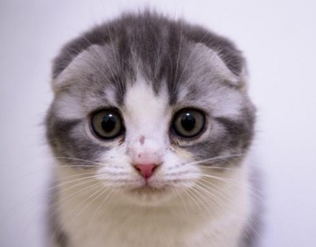 褴褛猫是什么猫，褴褛猫是什么品种（这6种粘人的猫咪，甩都甩不掉）