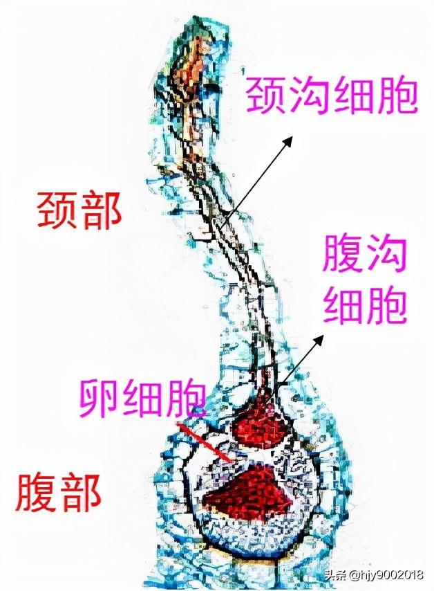 苔藓是什么植物，苔藓是什么植物水生还是陆生（苔藓类植物）