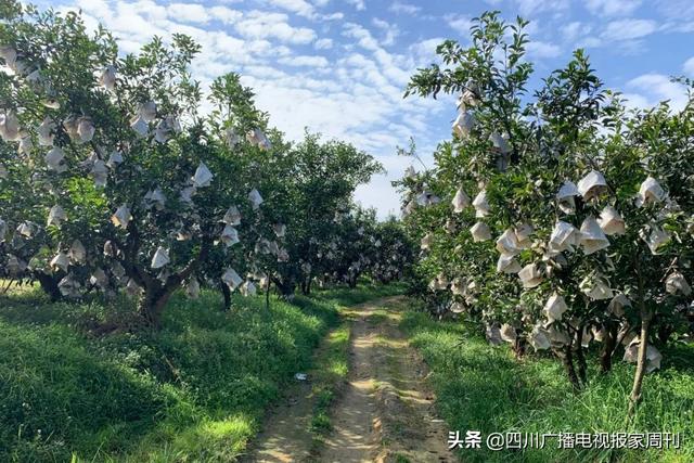 耙耙柑什么人不能吃，耙耙柑不能吃吗（好吃还不上火）