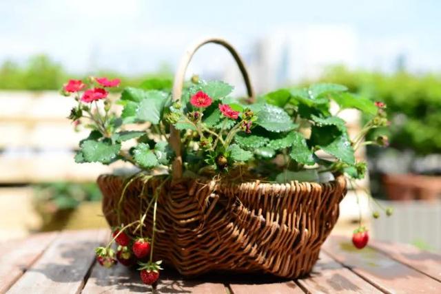 草莓品种介绍，适合南方种植的草莓品种（易养易爆盆）