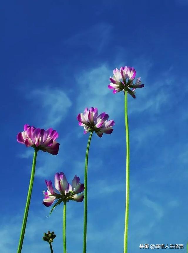 七色堇花语是什么，七色堇花语和传说（这些奇花异草太美了）