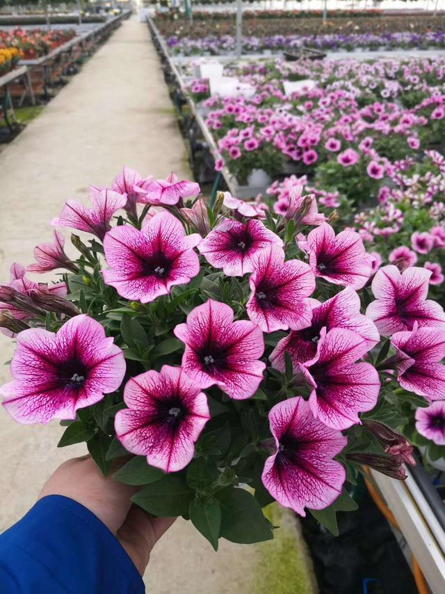 花卉无土栽培的优点有哪些，花卉无土栽培的优点有哪些方面（附加值最高的花卉无土栽培种植模式优缺点）