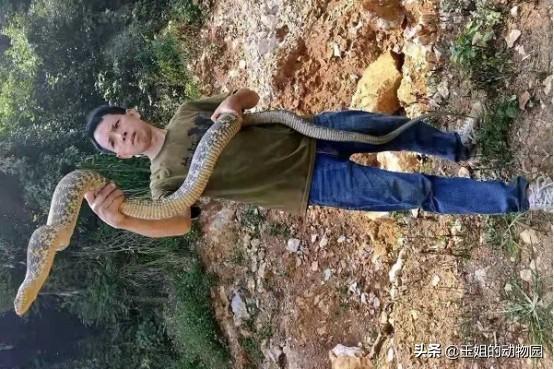 黑白王蛇，和我国菜花蛇比起来谁更强（黑白王蛇好养吗）