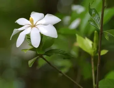 茉莉花的功效，茉莉花的功效与作用泡水喝的功效（因为它气机清灵啊）
