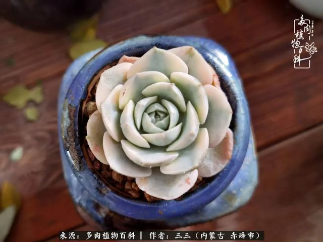 雪候鸟是什么意思，雪候鸟歌词表达什么意思（多肉于我从来不是锦上添花）