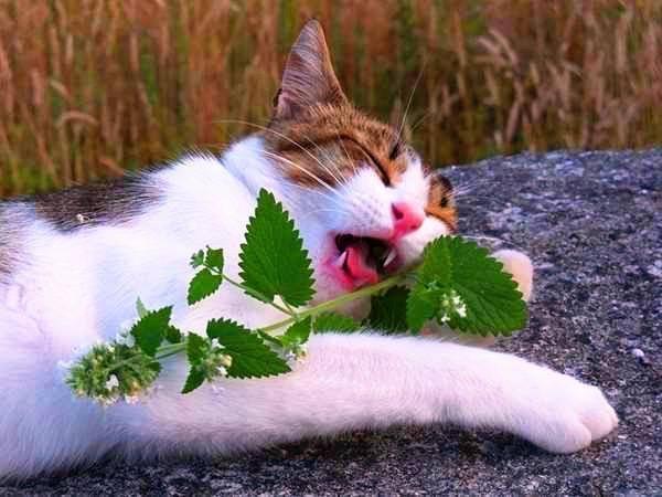 猫薄荷是什么植物，猫薄荷是什么（家里养株“猫薄荷”）