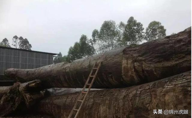 千年乌木被暂扣，常见菩提子图鉴（3000年生生不息的争端在这里完美终结）