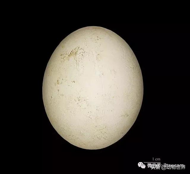 企鹅都有哪几种分别生活在哪里呢，企鹅都有哪些（详解世界上的18种企鹅<一>）