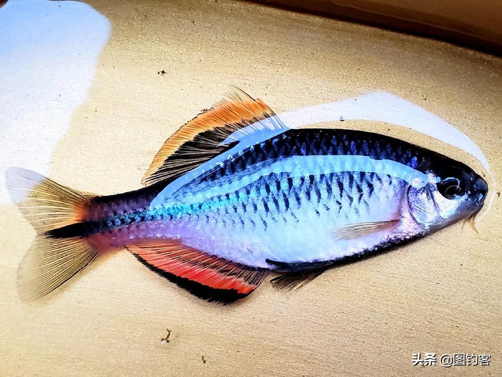 鳑鲏鱼家喻户晓，无人不知的淡水小鱼，外形独特惹人爱，常见于溪流池塘间。