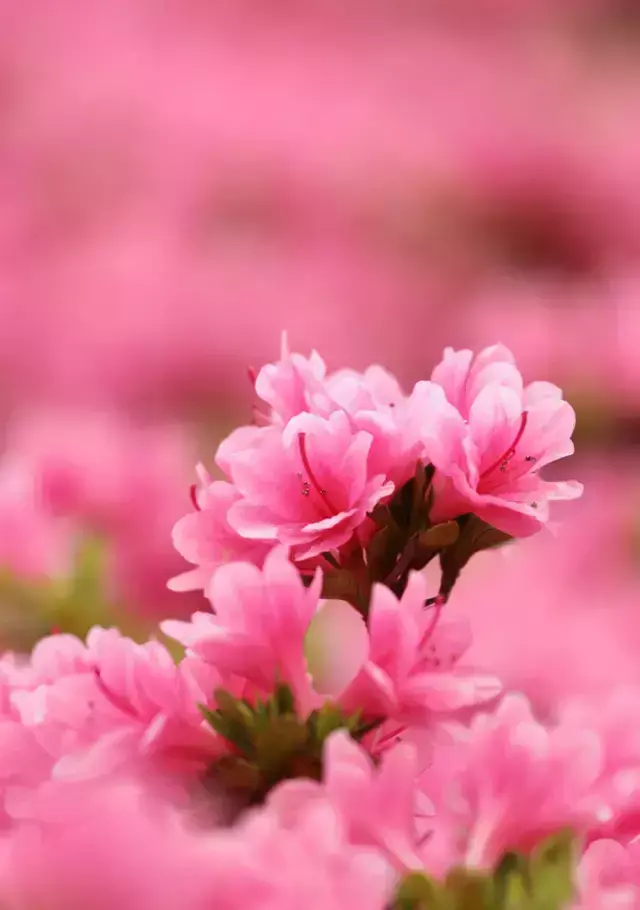各种花开放的时间（100种常见花的花开时间附图）