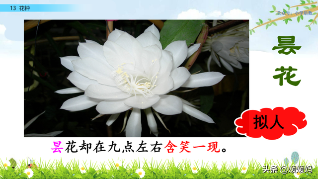芬芳迷人的意思，芬芳迷人是什么意思解释一下（三年级下册语文第13课《花钟》图文详解及同步练习）