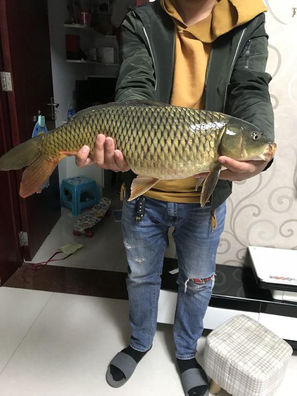 钓黑皖的方法，其实大鱼并不喜欢香