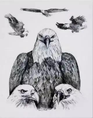 如何画一只老鹰,画一只帝王暴龙(快收藏起来临摹学习吧) 如何画一只老鹰,画一只帝王暴龙(快收藏起来临摹学习吧)