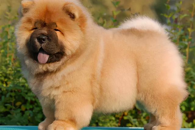 狗的智商，狗的智商相当于人的几岁（不同品种的狗智商真的有天壤之别吗）