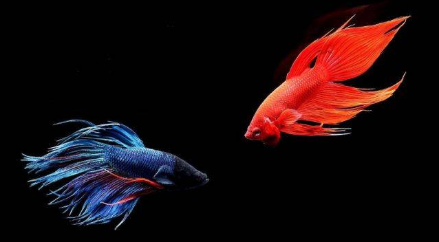 斗鱼怎样产卵，斗鱼要产卵的征兆（泰国斗鱼繁殖过程介绍）