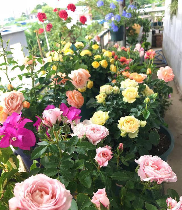 月季花生白粉病怎么办，月季花白粉病如何处理（月季得了白粉病）