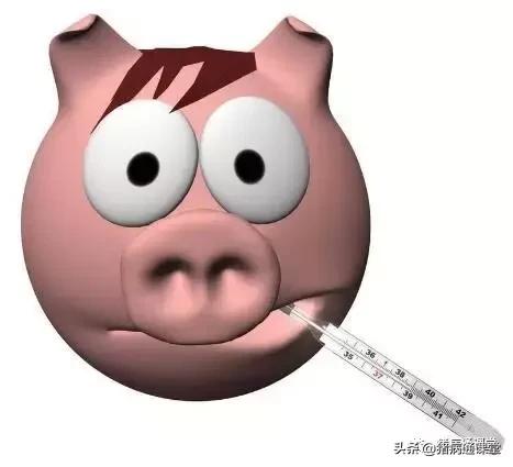 猪的正常体温,一头猪一生的体温变化 猪的正常体温,一头猪一生的体温变化
