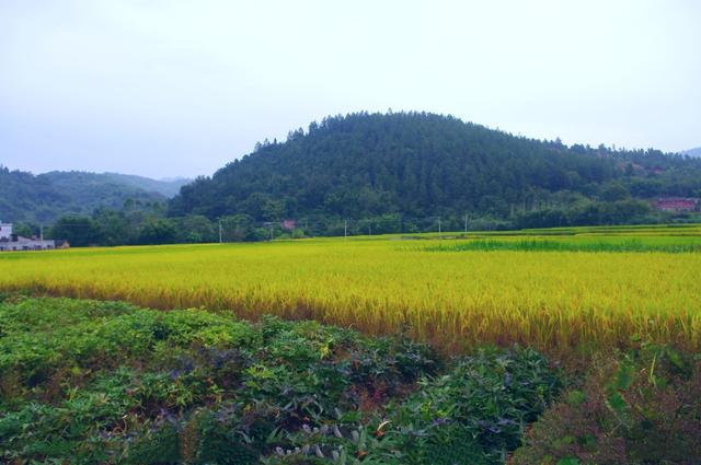 巨人观尸体是什么意思，巨人观尸是什么意思 巨人观图片（一例“巨人观”的故事）