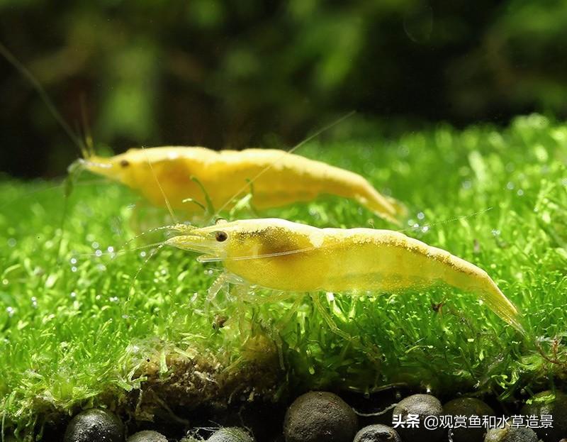 家里养几条鱼最吉利，客厅养几条鱼吉利（玄学答案、无脑答案和实践答案）