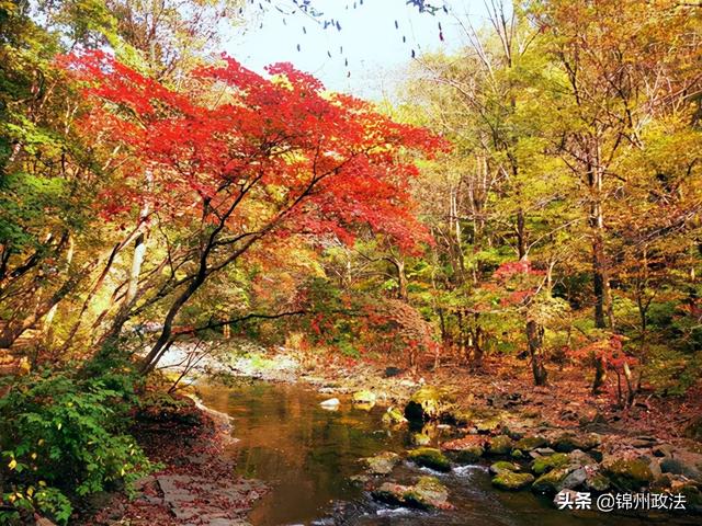 枫叶的特点，最佳观赏期还要等一等……（枫叶长什么样子）