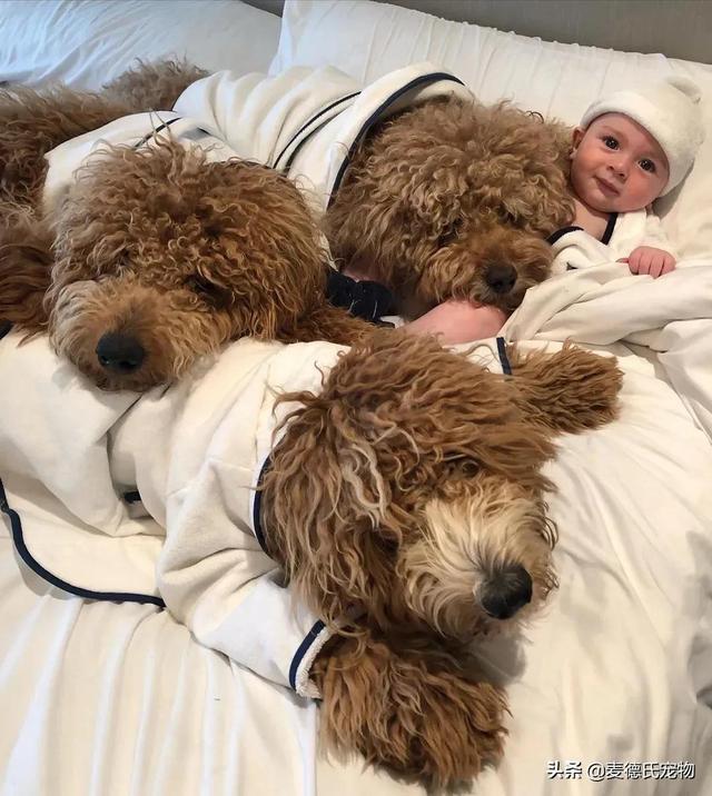 泰迪熊抱抱熊，一出生就有三个巨型“泰迪熊”陪睡（泰迪熊抱抱熊适合结婚送么）