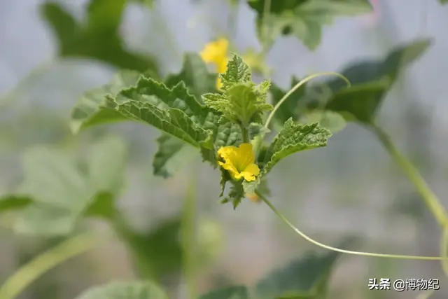 玉菇甜瓜的功效与作用，玉菇甜瓜的营养（“玉菇”甜瓜就要上市）