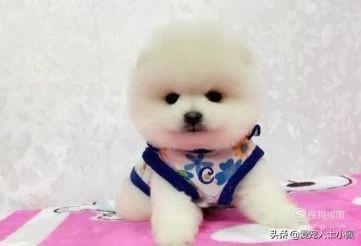 小俊介是什么品种，俊介狗是什么品种（什么是俊介）