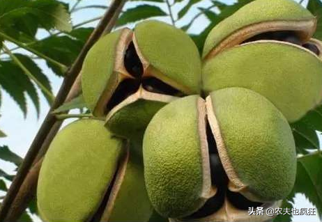 木瓜树，种1次收获300年（木瓜树长白斑菌怎么办）