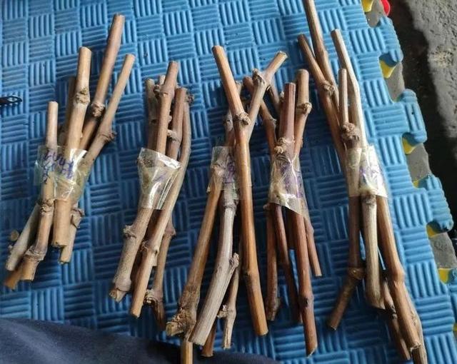 霸王花是火龙果的花吗，昙花、霸王花、火龙果花和令箭荷花的区别（奶奶把一根枝插土里）