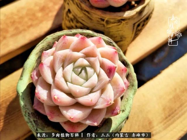 雪候鸟是什么意思，雪候鸟歌词表达什么意思（多肉于我从来不是锦上添花）