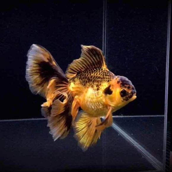 蝶尾金鱼怎么养哪一种金鱼更好养，蝶尾金鱼好养吗?蝶尾金鱼怎么养（哪种金鱼生长速度最快）