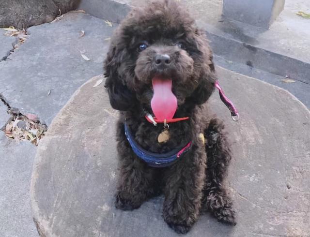 黑色的泰迪犬好养吗，黑色的泰迪犬好养吗视频（买泰迪要挑黑色的）