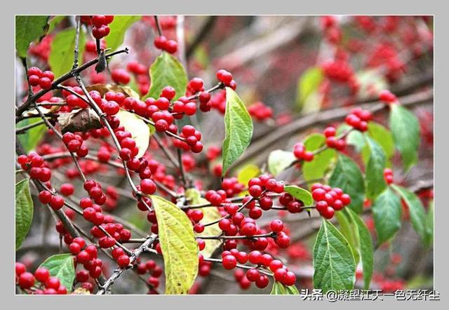 江天一色无纤尘，江天一色无纤尘是什么颜色（我言秋日胜春朝）