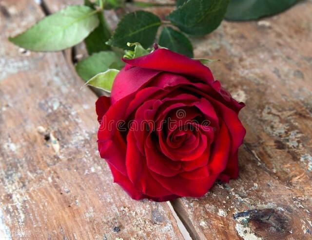 十二月花神，十二月花神（十二月花名歌）