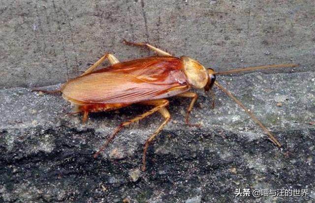 打死蟑螂会有更多蟑螂吗，蟑螂死了会招来蟑螂吗（你还敢用脚踩、拖鞋拍打蟑螂）