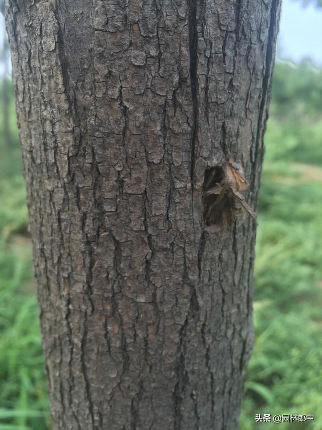 白蜡树种植方法及注意事项，但在种植过程中有几个问题需要特别注意