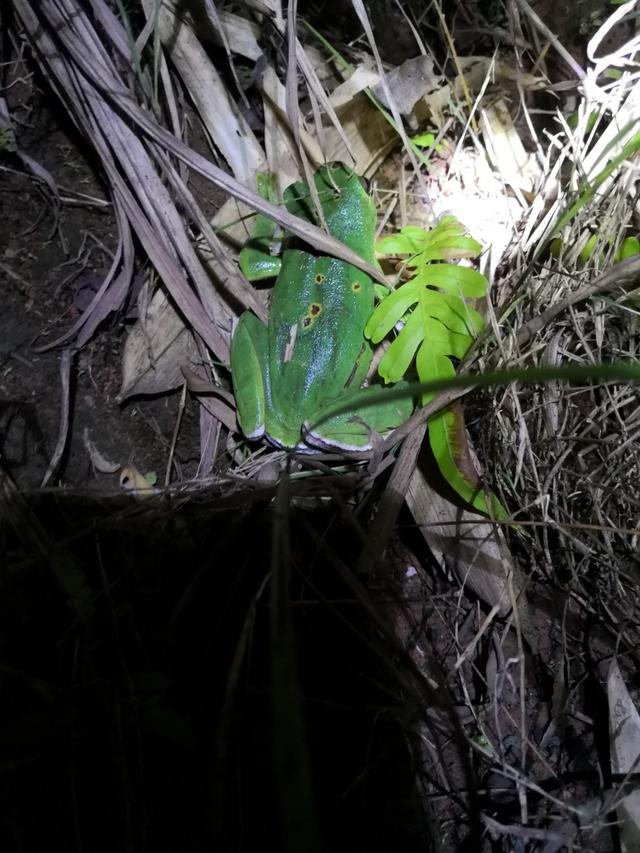中国树蛙的品种简介，中国树蛙品种大全（他在蕉林里的发现）