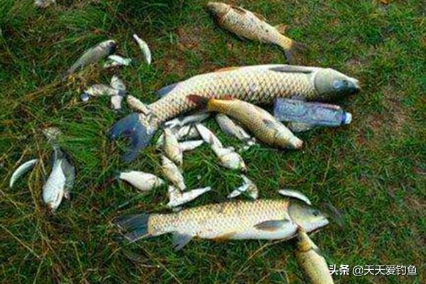 小鱼闹窝的最有效的方法，怎么治小鱼闹窝（野钓中小鱼闹窝不用急）