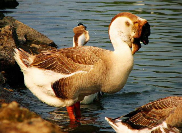大品种的鹅有几种，大品种的鹅有几种图片（狮头鹅：鹅界“巨型选手”）