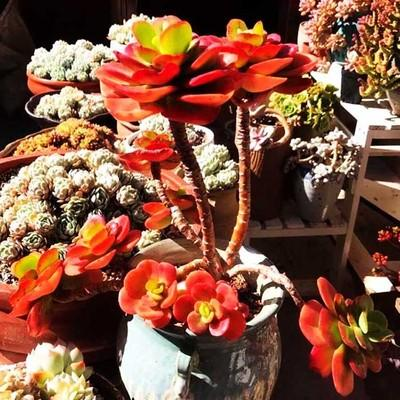 梅花的形状颜色姿态都有什么，梅花的形状颜色姿态都有什么特点（这种红梅“一朵”就开满一盆）