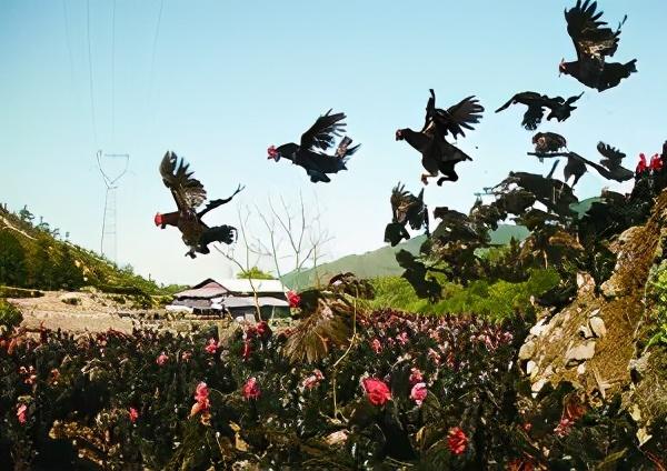 蛋什么意思解释，蛋字笔画笔顺（关于鸡和鸡蛋的一些冷知识）