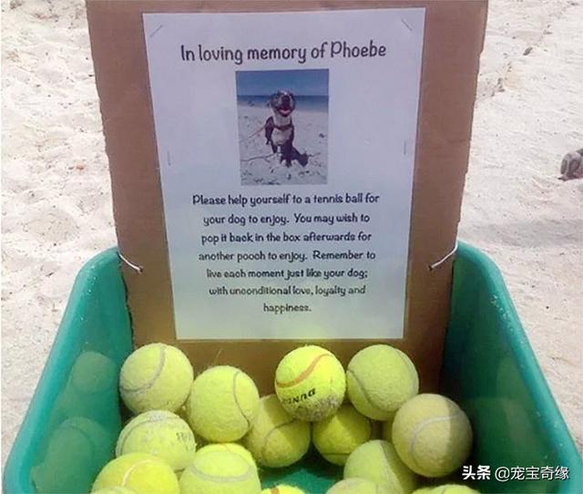 被装在包包里的毛孩纸，被装在包包里的毛孩纸怎么处理（铲屎官为毛孩们所做的事情让人感动图片）